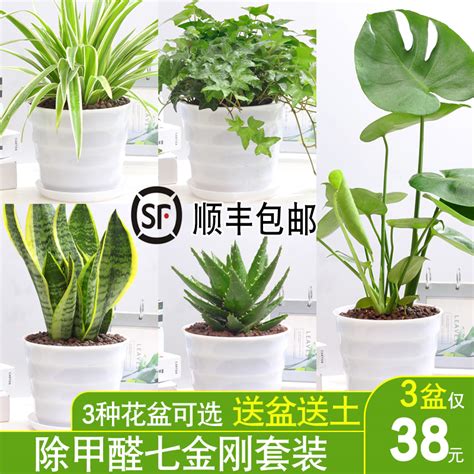 淨化空氣招財室內植物|10種室內大型植物推薦！耐陰好養、風水招財，沒陽光。